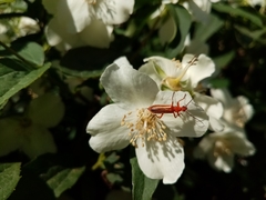 Rhagonycha nigritarsis