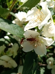Rhagonycha nigritarsis