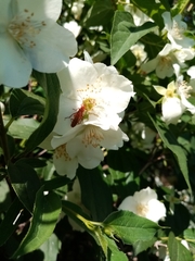 Rhagonycha nigritarsis