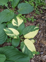 Symplocarpus foetidus