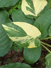 Symplocarpus foetidus