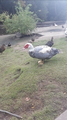 Cairina moschata domestica