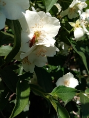 Rhagonycha nigritarsis