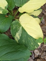 Symplocarpus foetidus