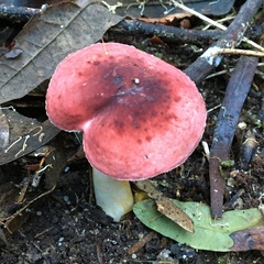 Russula persanguinea