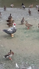 Cairina moschata domestica
