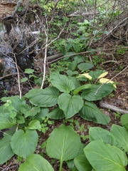 Symplocarpus foetidus