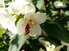 Rhagonycha nigritarsis
