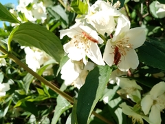 Rhagonycha nigritarsis