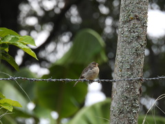 Sporophila nigricollis