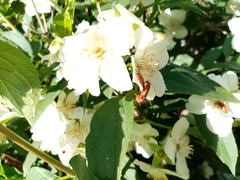 Rhagonycha nigritarsis