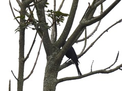 Molothrus oryzivorus