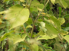 Myioborus miniatus