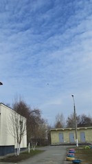Corvus corax