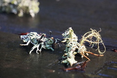 Hypogymnia occidentalis