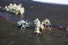Hypogymnia occidentalis