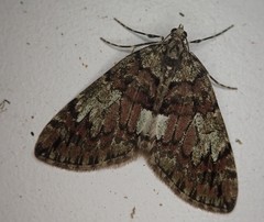 Hydriomena irata