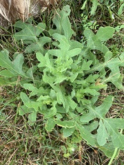 Engelmannia peristenia