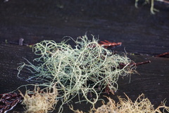 Usnea scabrata