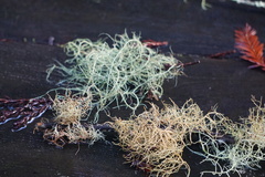 Usnea scabrata