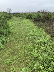 Engelmannia peristenia