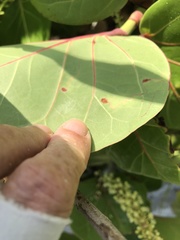 Enteucha basidactyla