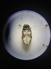 Dermestes frischii