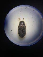 Dermestes frischii