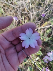 Eudianthe coeli-rosa