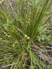 Carex atlantica