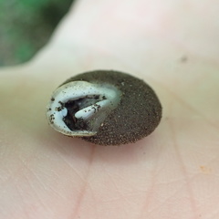 Inflectarius smithii