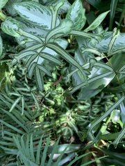 Pteris multifida