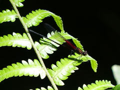 Hetaerina rosea