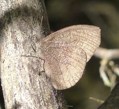 Godartiana muscosa