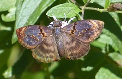 Chiomara mithrax