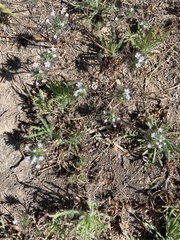 Navarretia tagetina