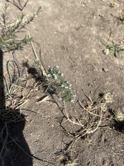 Navarretia tagetina