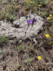 Brodiaea elegans
