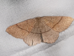 Cyclophora suppunctaria