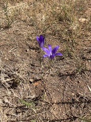 Brodiaea elegans