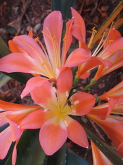 Clivia miniata