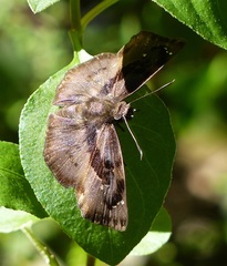 Zera hyacinthinus servius