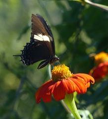 Heraclides androgeus laodocus