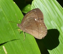 Forsterinaria quantius