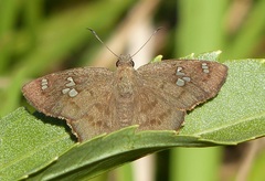 Telemiades laogonus