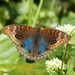 Junonia genoveva hilaris - Photo (c) Carlos Schmidtutz, some rights reserved (CC BY-NC), uploaded by Carlos Schmidtutz