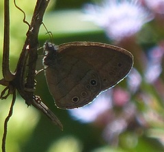 Pharneuptychia innocentia