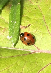Coccinella septempunctata