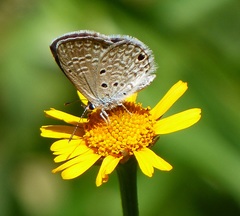 Hemiargus hanno hanno