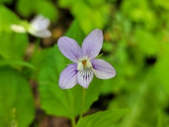 Viola × brauniae